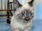 Simon - Munchkin Cat For Sale - Neosho&comma; MO&comma; US