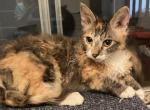 Tortie and white female - LaPerm Cat For Sale - Salem&comma; OR&comma; US