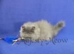 Tatu - Persian Cat For Sale - Yucca Valley&comma; CA&comma; US
