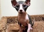Lancelot - Sphynx Cat For Sale - Mundelein&comma; IL&comma; US