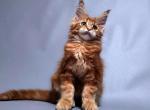 Dakota - Maine Coon Cat For Sale - New York&comma; NY&comma; US