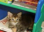 Polydactl Female Black Tortie Maine Coon - Maine Coon Cat For Sale - Cumming&comma; GA&comma; US