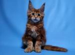 Debby - Maine Coon Cat For Sale - New York&comma; NY&comma; US