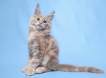 Deizy - Maine Coon Cat For Sale - New York&comma; NY&comma; US
