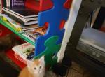 Polydactl Male Red and White Maine Coon - Maine Coon Cat For Sale - Cumming&comma; GA&comma; US