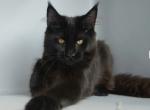 Diadem - Maine Coon Cat For Sale - New York&comma; NY&comma; US