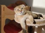 Yukki - Scottish Fold Cat For Sale - New York&comma; NY&comma; US
