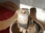 Silky - Scottish Fold Cat For Sale - New York&comma; NY&comma; US