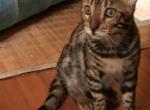 Pirate - Bengal Cat For Sale - PA&comma; US