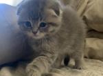 Beep 1 - Scottish Fold Cat For Sale - Denver&comma; CO&comma; US