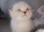 Beep 4 - Scottish Fold Cat For Sale - Denver&comma; CO&comma; US