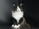 Freddie - Maine Coon Cat For Sale - New York&comma; NY&comma; US