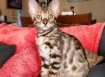 Molly - Bengal Cat For Sale - Bradner&comma; OH&comma; US