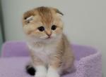 Unique Alphastar - Scottish Fold Cat For Sale - Levittown&comma; PA&comma; US