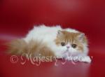 Kevin - Persian Cat For Sale - Yucca Valley&comma; CA&comma; US