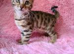 Beautiful brown bengal girl - Bengal Cat For Sale - Norwalk&comma; OH&comma; US