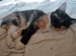 Calico Manx Female - Manx Cat For Sale - Mokelumne Hill&comma; CA&comma; US