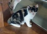 Calico Manx Female 2 - Manx Cat For Sale - Mokelumne Hill&comma; CA&comma; US