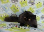 Pepa - Persian Cat For Sale - Yucca Valley&comma; CA&comma; US
