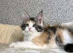 Pansy - Maine Coon Cat For Sale - Norwalk&comma; CT&comma; US