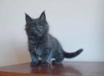 Jonson - Maine Coon Cat For Sale - Norwalk&comma; CT&comma; US
