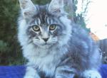 Urban - Maine Coon Cat For Sale - Norwalk&comma; CT&comma; US