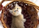 Jake - Scottish Fold Cat For Sale - Atlanta&comma; GA&comma; US
