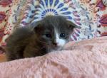 Essys kittens - Scottish Fold Cat For Sale - Denver&comma; CO&comma; US