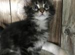 Baby Face Alba Reserved by Farrah - Maine Coon Cat For Sale - Chipley&comma; FL&comma; US