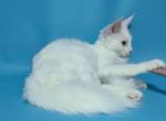 Jessie - Maine Coon Cat For Sale - New York&comma; NY&comma; US