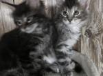 Agora Reserved by Nicole - Maine Coon Cat For Sale - Chipley&comma; FL&comma; US