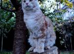 Avicii - Maine Coon Cat For Sale - New York&comma; NY&comma; US