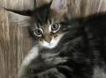 Agat MCO n 22 Reserved - Maine Coon Cat For Sale - Chipley&comma; FL&comma; US
