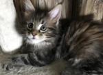 Abby MCO f 22 Reserved - Maine Coon Cat For Sale - Chipley&comma; FL&comma; US
