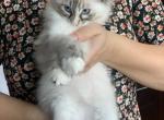 New Litter of Tabby Ragdolls - Ragdoll Cat For Sale - Mount Vernon&comma; WA&comma; US
