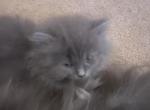 Blue Doll Face Persian - Persian Cat For Sale - Biglerville&comma; PA&comma; US