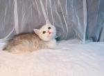 nawa - Munchkin Cat For Sale - Staten Island&comma; NY&comma; US