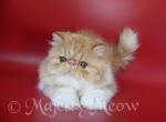 Vitos - Persian Cat For Sale - Yucca Valley&comma; CA&comma; US