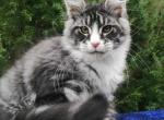 Urmas - Maine Coon Cat For Sale - Norwalk&comma; CT&comma; US