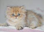 Quince - British Shorthair Cat For Sale - Norwalk&comma; CT&comma; US