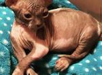Pixie Sphynx rare CUTE PITTSBURG Cleveland - Sphynx Cat For Sale - New Castle&comma; PA&comma; US