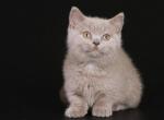 Munchkin Scottish Kilt - Munchkin Cat For Sale - Odessa&comma; FL&comma; US