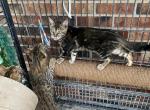 Mable - Bengal Cat For Sale - Macon&comma; MO&comma; US