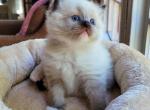 Seal point mitted - Ragdoll Cat For Sale - Farmville&comma; VA&comma; US