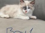 Ice Cream - Ragdoll Cat For Sale - Mount Vernon&comma; WA&comma; US