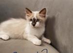 Rice - Ragdoll Cat For Sale - Mount Vernon&comma; WA&comma; US