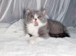 Oreo - Munchkin Cat For Sale - Staten Island&comma; NY&comma; US