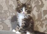 Itachi - Maine Coon Cat For Sale - Norwalk&comma; CT&comma; US