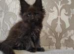 Impala - Maine Coon Cat For Sale - Norwalk&comma; CT&comma; US