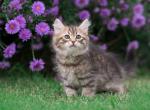 Urban Siberian - Siberian Cat For Sale - Norwalk&comma; CT&comma; US